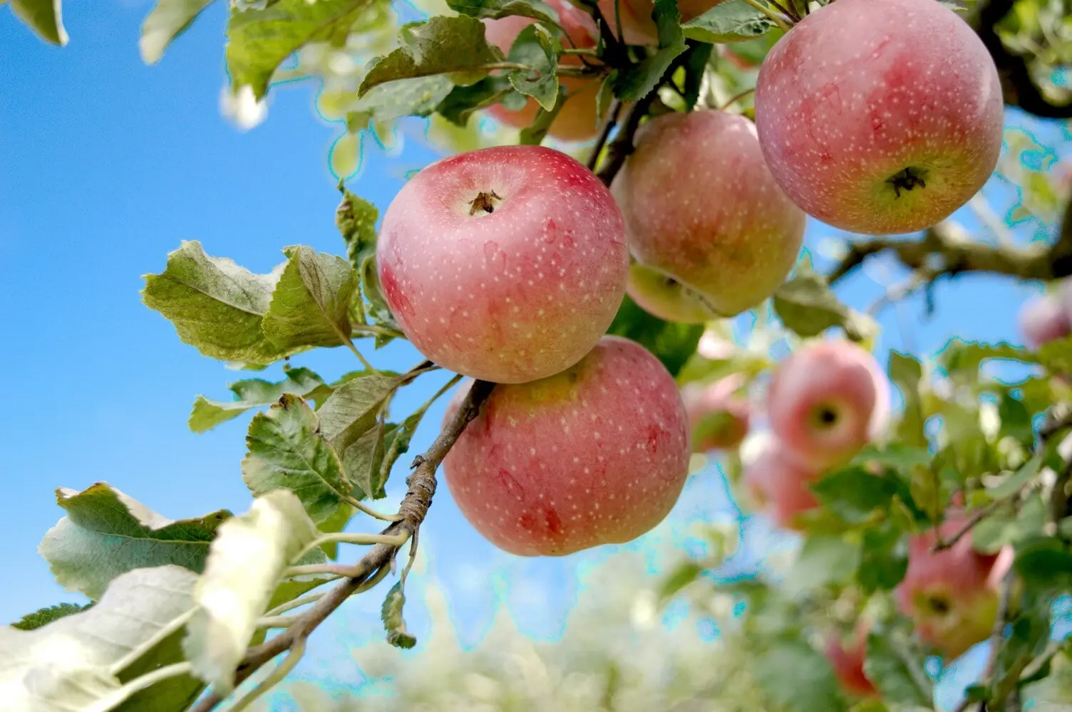 pommes fruitier